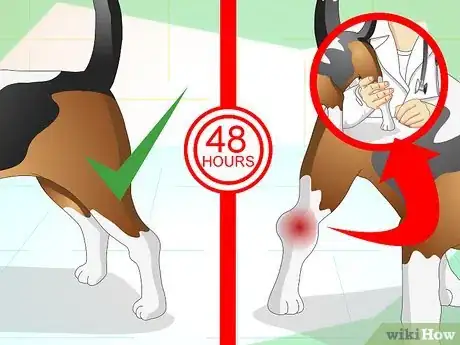 Image intitulée Treat a Sprained Ankle on a Dog Step 9