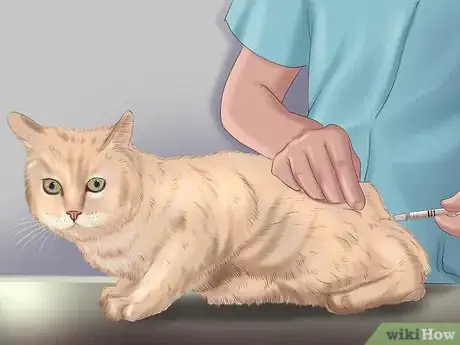 Image intitulée Adopt a Cat Step 11