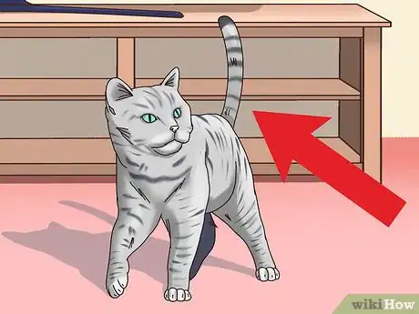 Image intitulée Get a Cat to Be Your Friend Step 17