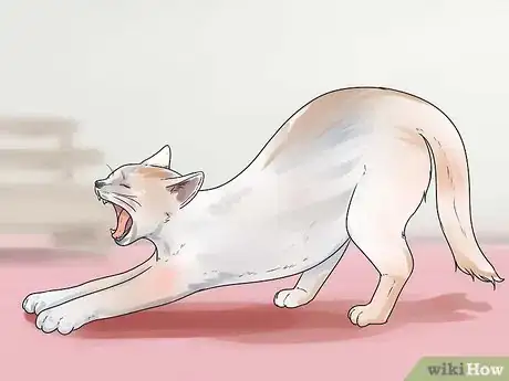 Image intitulée Help Your Cat Breathe Easier Step 6