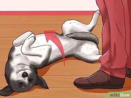 Image intitulée Rub a Dog's Tummy Step 2