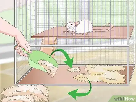 Image intitulée Treat Respiratory Disease in Rats Step 15