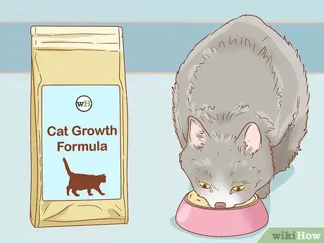 Image intitulée Tell if a Cat is Pregnant Step 11