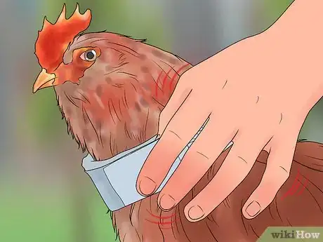 Image intitulée Stop a Rooster from Crowing Step 14