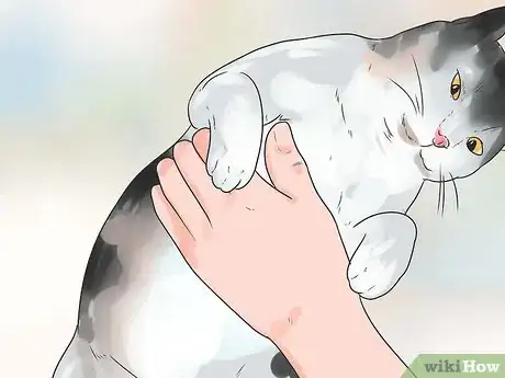 Image intitulée Help Your Cat Breathe Easier Step 4