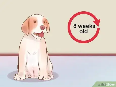 Image intitulée Choose a Dog Step 14