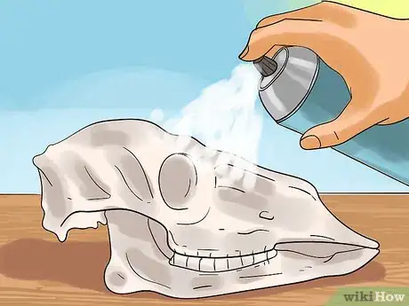 Image intitulée Preserve a Skull Step 9