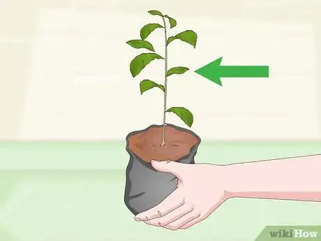 Image intitulée Grow a Tea Plant Step 2