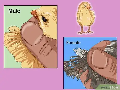 Image intitulée Determine the Sex of a Chicken Step 1