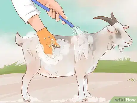 Image intitulée Care for Pygmy Goats Step 12