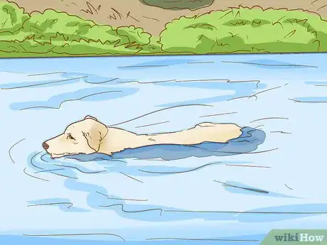 Image intitulée Treat Heat Stroke in Dogs Step 16