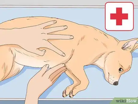 Image intitulée Tell if a Dog Is Pregnant Step 10