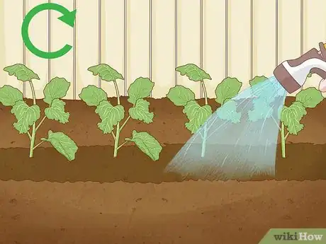 Image intitulée Grow Broccoli Step 14