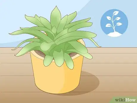 Image intitulée Propagate Succulent Plant Cuttings Step 1