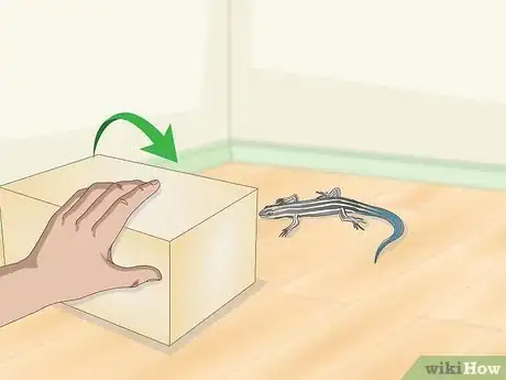 Image intitulée Catch a Blue Tailed Skink Step 17