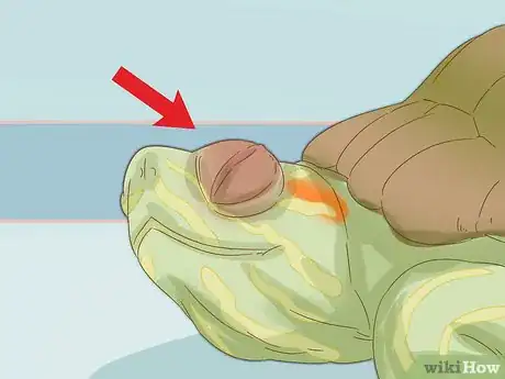Image intitulée Care for a Red Eared Slider Turtle Step 17