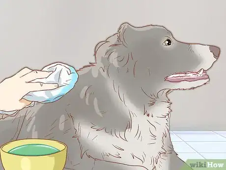 Image intitulée Treat Heat Stroke in Dogs Step 17