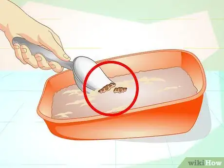 Image intitulée Maintain Your Kitten's Litter Box Step 2