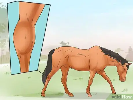 Image intitulée Tell if Your Horse Needs Hock Injections Step 12