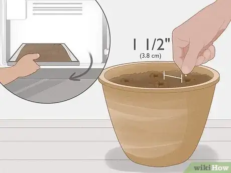 Image intitulée Grow Grapes from Seeds Step 6