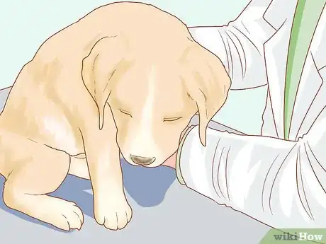 Image intitulée Take Care of Your Dog's Basic Needs Step 15