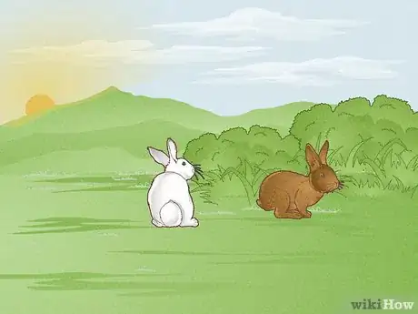 Image intitulée Hunt Rabbit Step 9