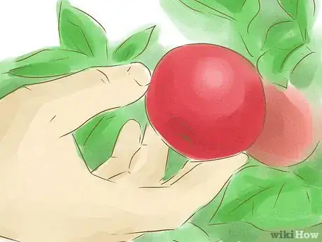 Image intitulée Tell if Apples on Your Tree Are Ripe Step 6