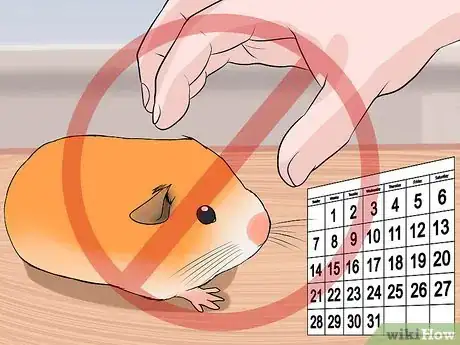 Image intitulée Breed Syrian Hamsters Step 20