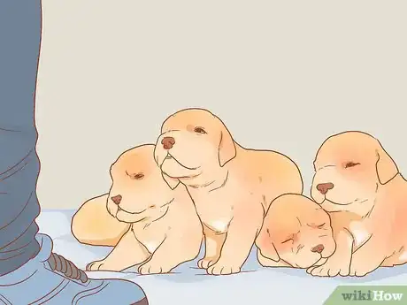 Image intitulée Buy a Golden Retriever Puppy Step 9