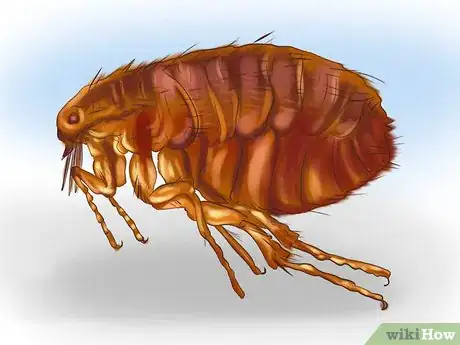 Image intitulée Kill Fleas and Ticks on Cats Step 1