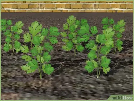 Image intitulée Plant a Seed Step 12