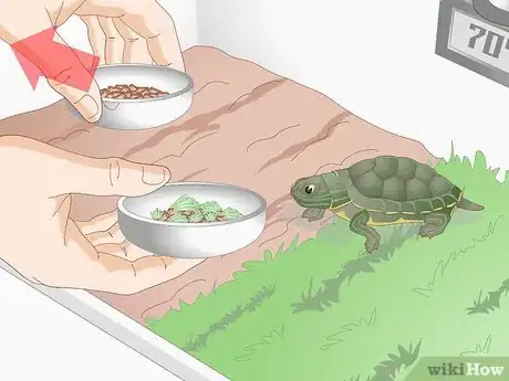 Image intitulée Feed Your Turtle if It is Refusing to Eat Step 8