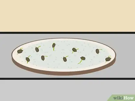 Image intitulée Plant Cannabis Seeds Indoors Step 7