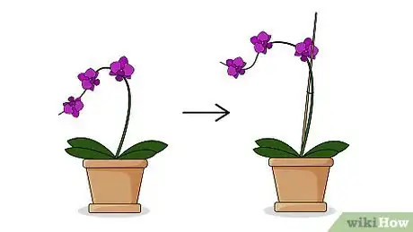 Image intitulée Plant Flowers Step 12