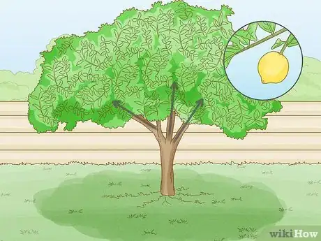 Image intitulée Prune a Lemon Tree Step 9