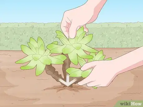 Image intitulée Propagate Succulent Plant Cuttings Step 3