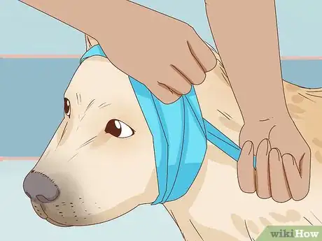 Image intitulée Care for a Dog's Torn Ear Step 6