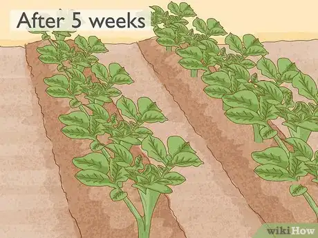 Image intitulée Grow Potatoes from Potatoes Step 7