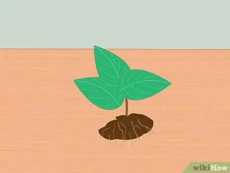 Image intitulée Measure Growth Rate of Plants Step 10