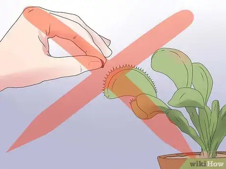 Image intitulée Care for Venus Fly Traps Step 15