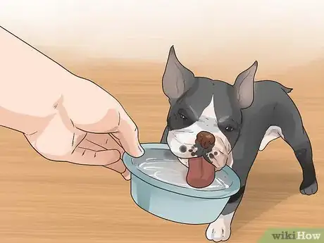 Image intitulée Train Boston Terriers Step 16