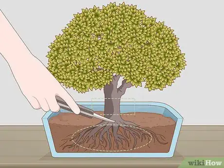 Image intitulée Grow and Care for a Bonsai Tree Step 3