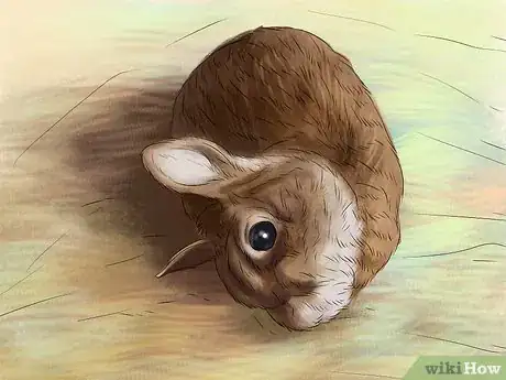 Image intitulée Treat Snuffles (Pasteurella) in Rabbits Step 8