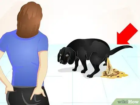 Image intitulée Firm Up Your Dog's Stool Step 2
