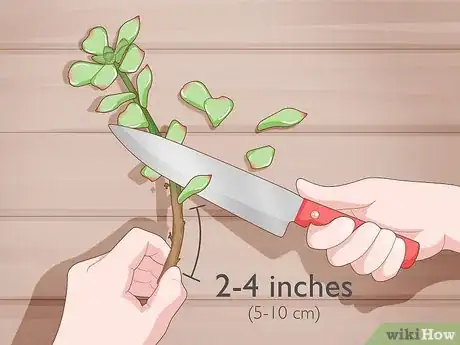 Image intitulée Propagate Succulent Plant Cuttings Step 6