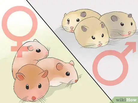 Image intitulée Breed Syrian Hamsters Step 29