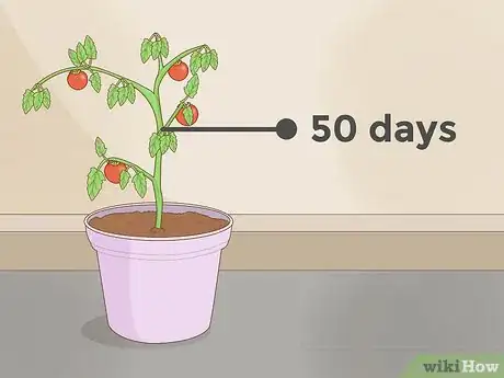 Image intitulée Grow Plants Faster Step 8