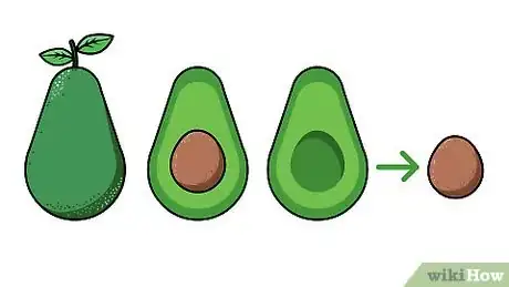 Image intitulée Plant an Avocado Tree Step 1