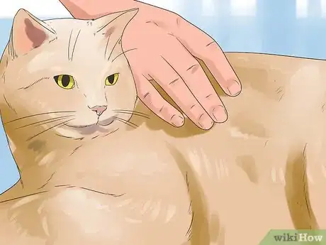 Image intitulée Get Your Cat to Stop Hissing Step 7