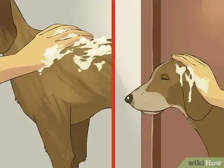 Image intitulée Give a Small Dog a Bath Step 10